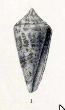 Image de Conus adenensis E. A. Smith 1891