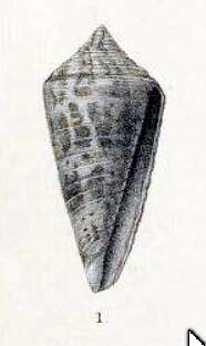 Image of Conus adenensis E. A. Smith 1891