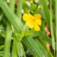 Image of Common Rock-rose