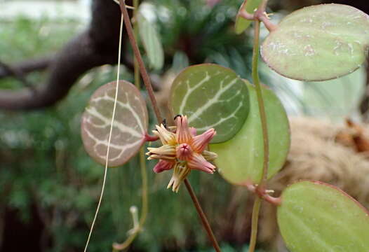 Image of Watermelon dischidia