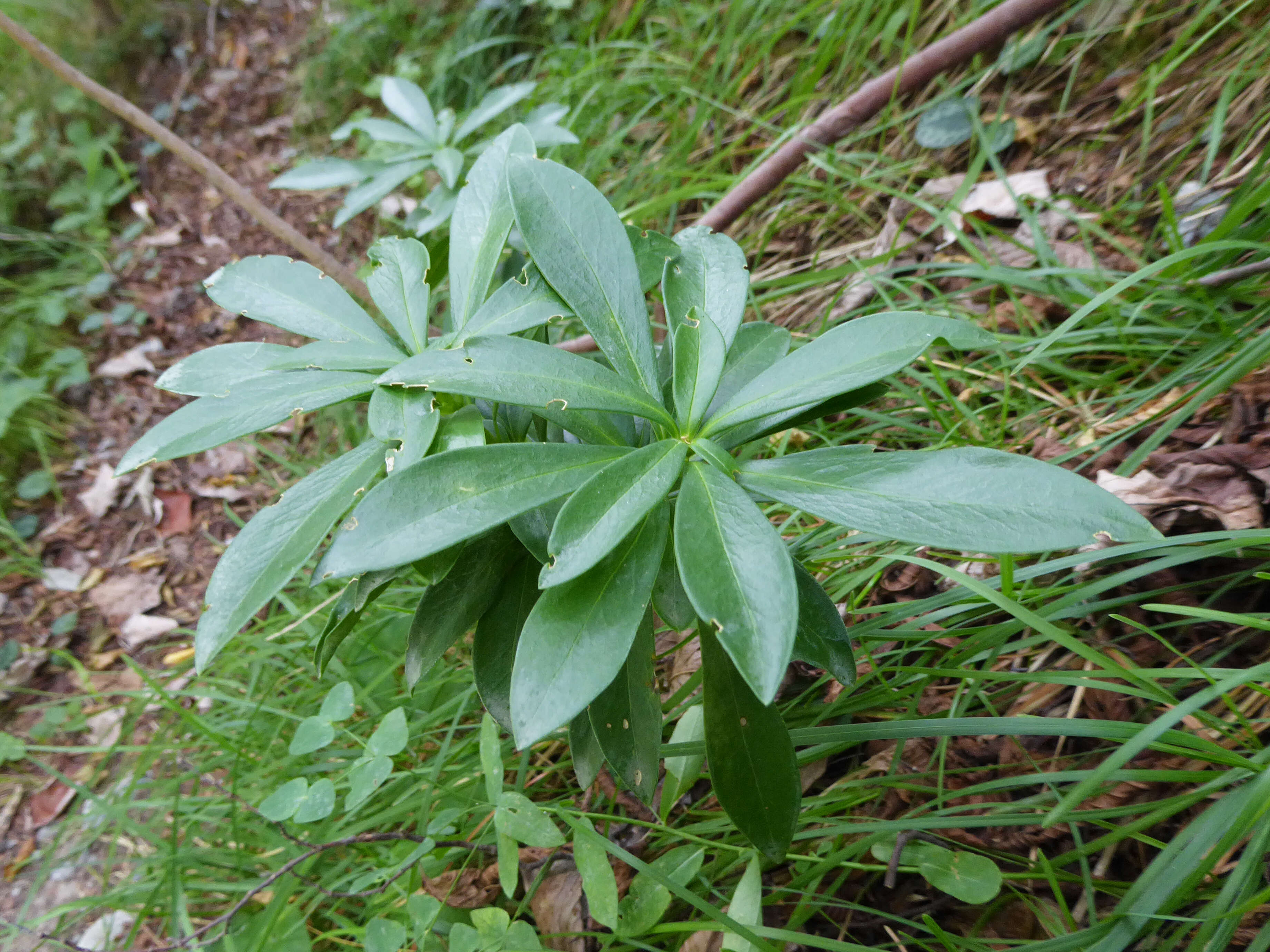 Imagem de Daphne laureola L.