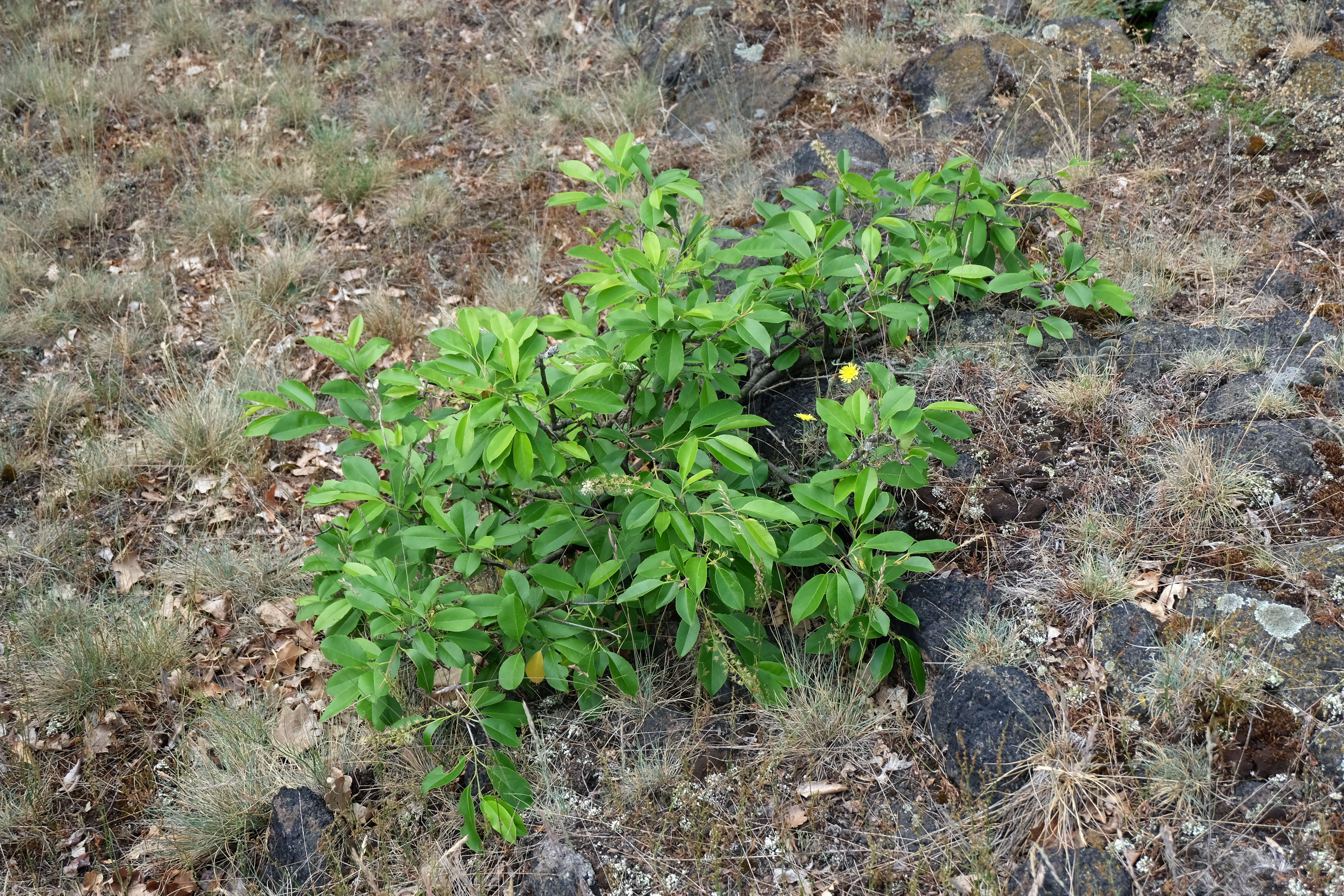 Image of black cherry