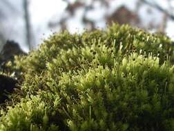 Image of aulacomnium moss