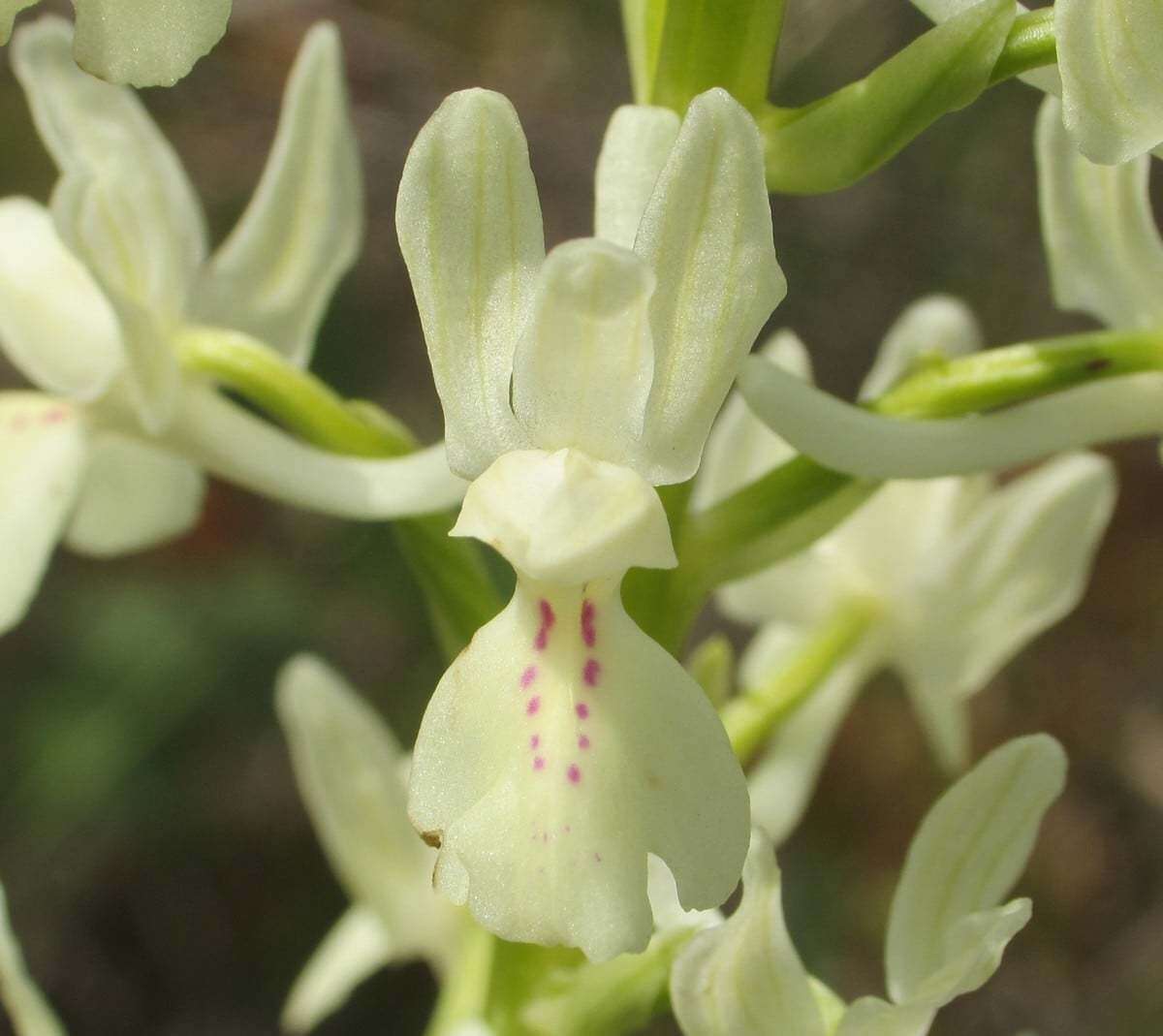 صورة Orchis provincialis Balb. ex Lam. & DC.