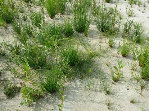 Image of Scirpus radicans Schkuhr