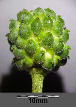 Image of false hellebore