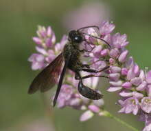 Image of Brown-legged Grass-carrier