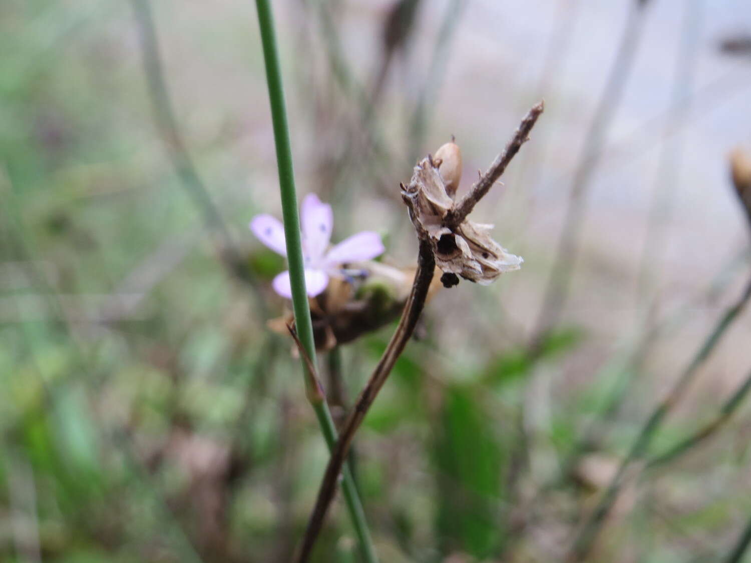 Image of Proliferous Pink