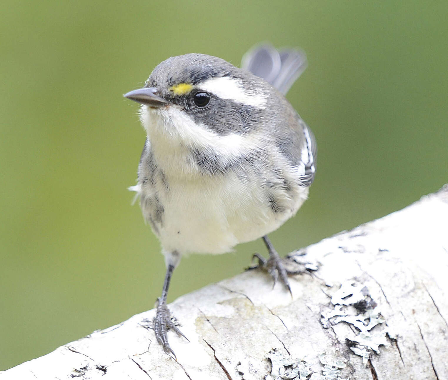 Image of Black-throated Grey Warbler