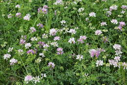 Image of crown vetch