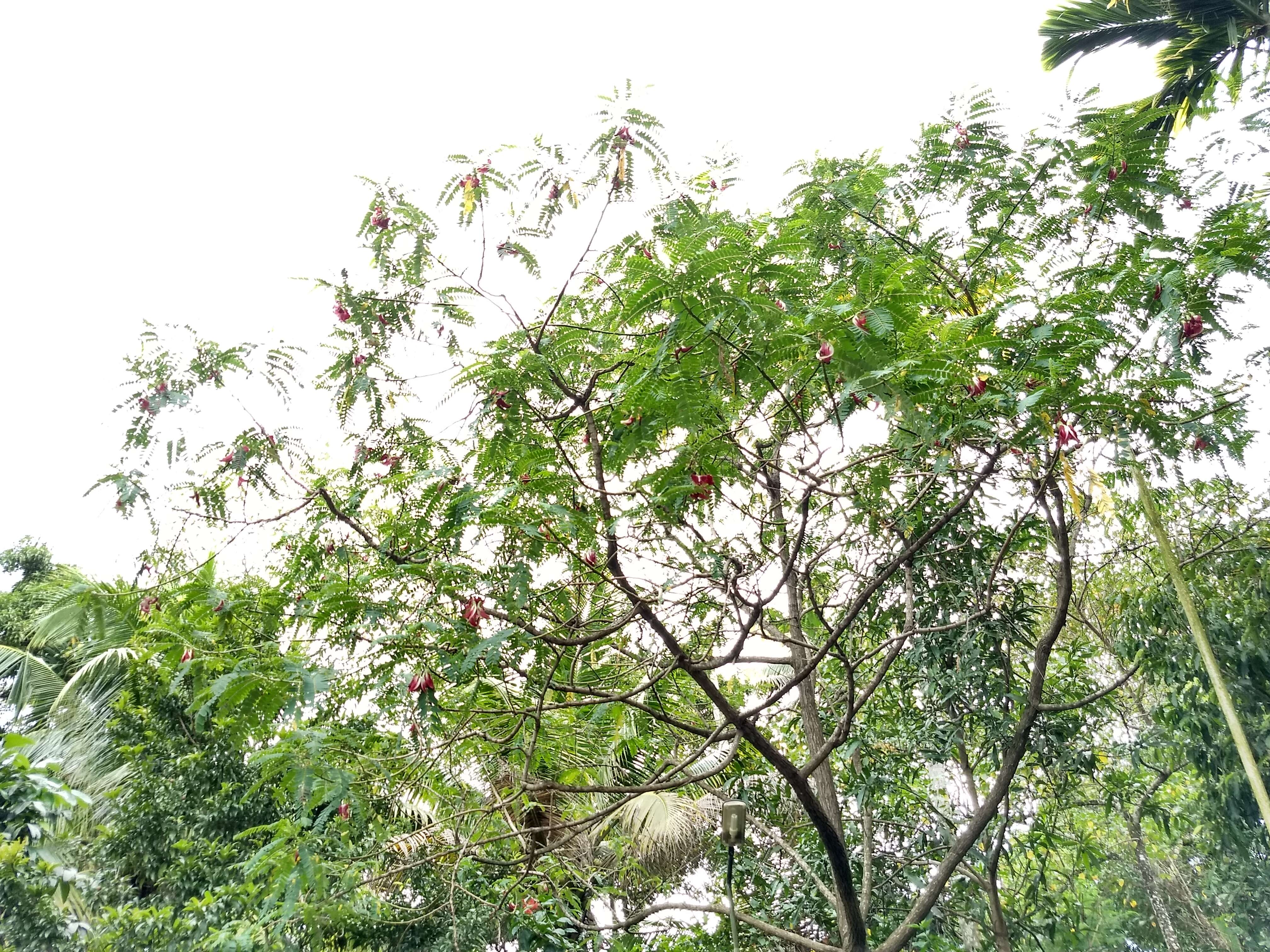 Image of vegetable hummingbird