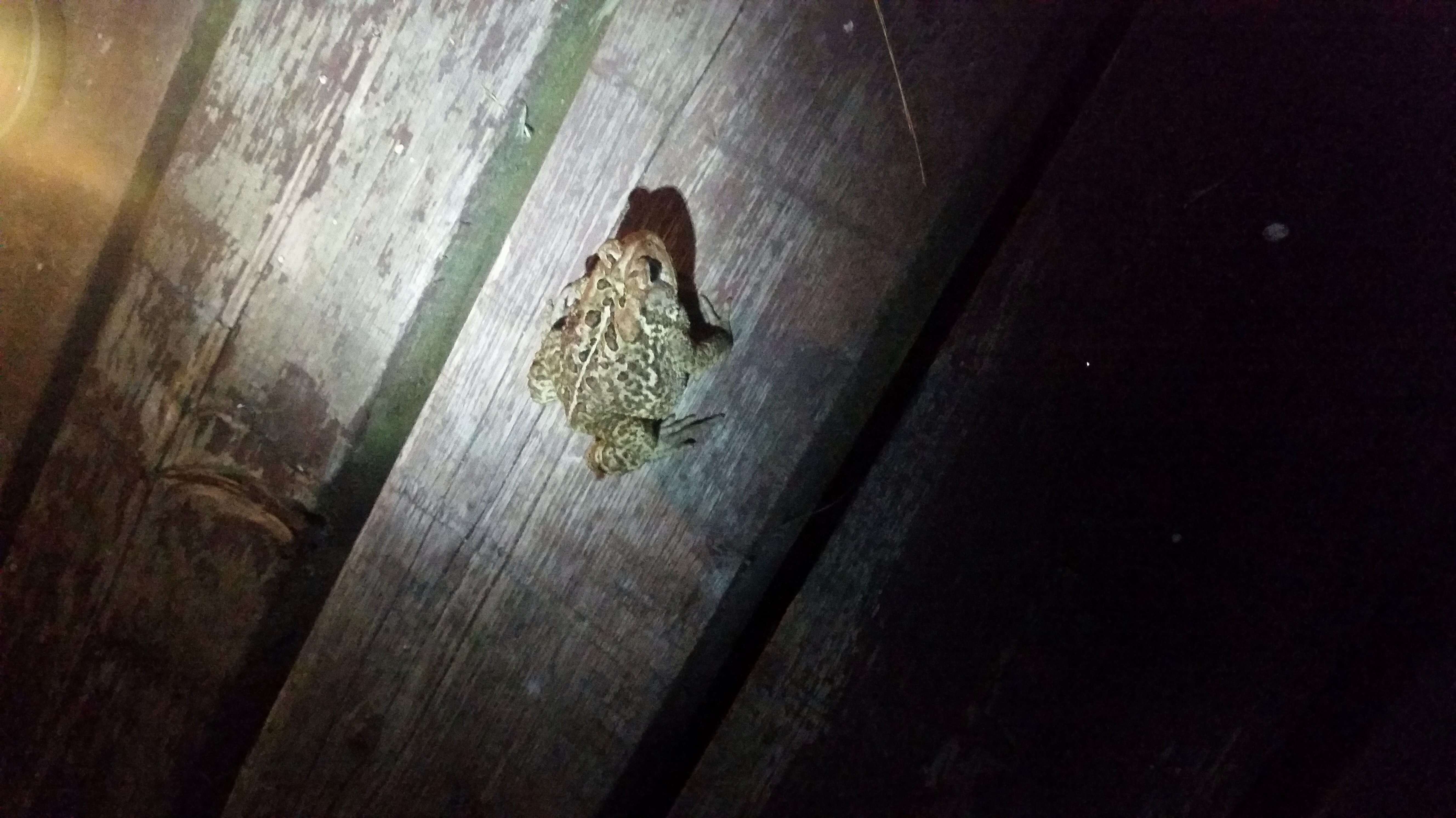 Image of American Toad