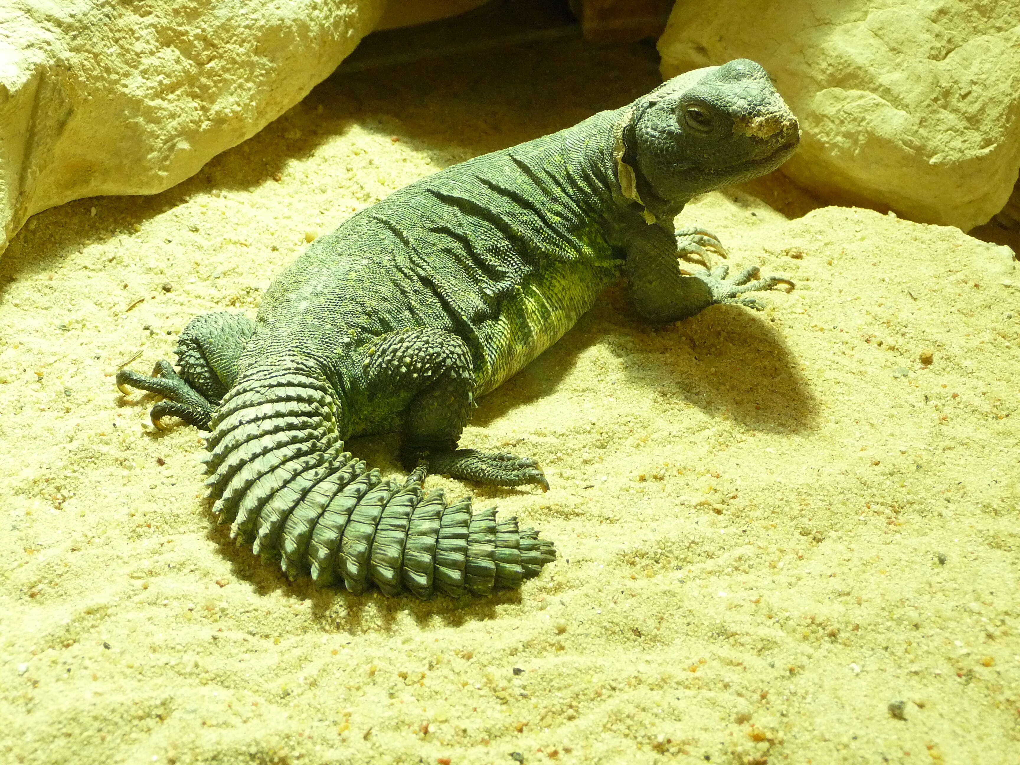 Image of North African Spiny-tailed Lizard