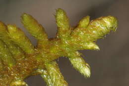 Image of rhytidium moss