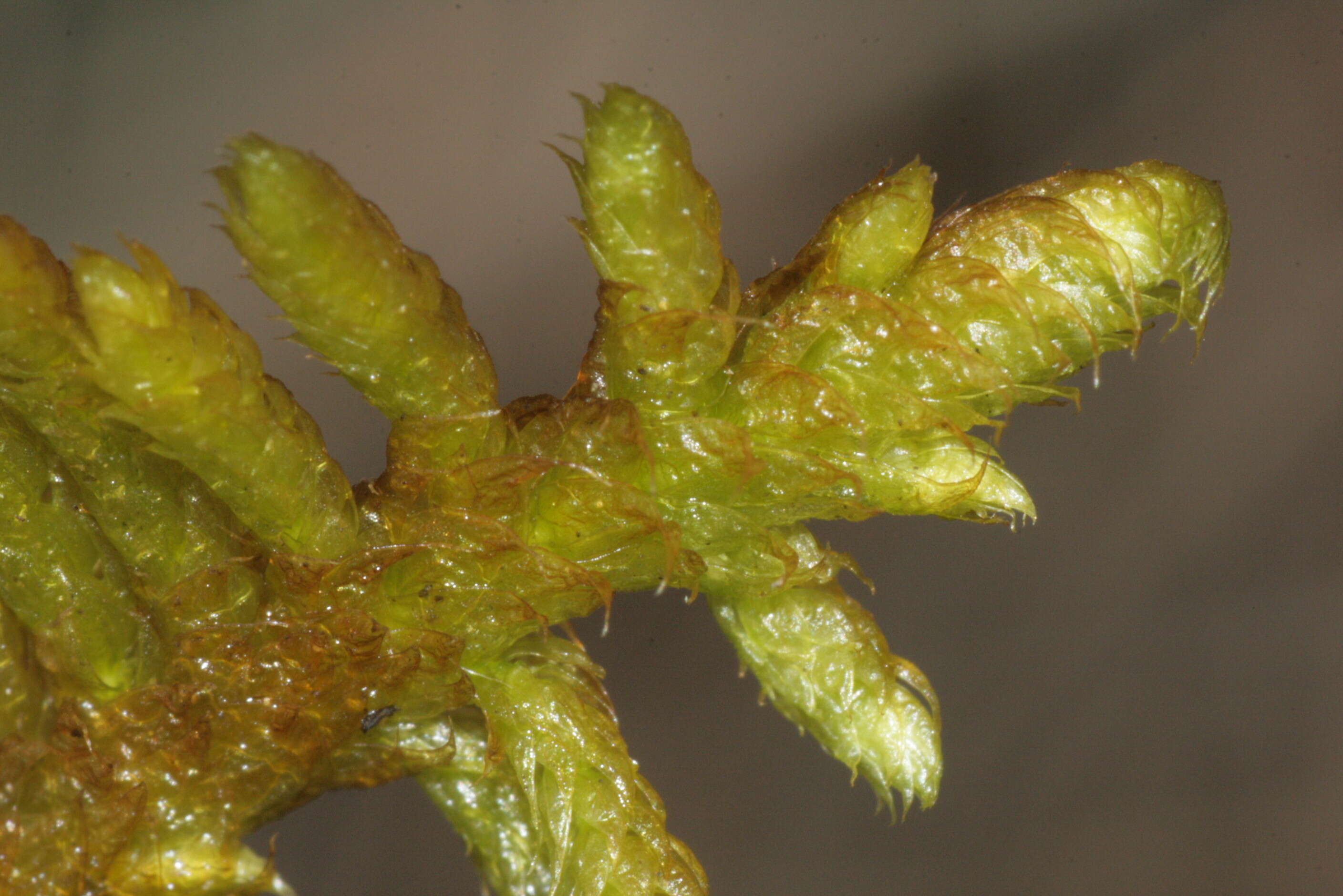 Image of rhytidium moss