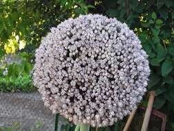 Image of garden onion