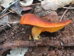 Image of Jack o'Lantern mushroom