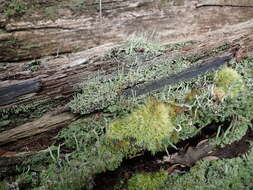 Image of Cladonia macilenta