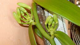 Image of West Indian vanilla