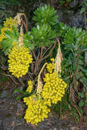 Image of Aeonium arboreum subsp. holochrysum (H. Y. Liu) Bañares