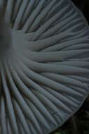Image of Snowy Waxcap