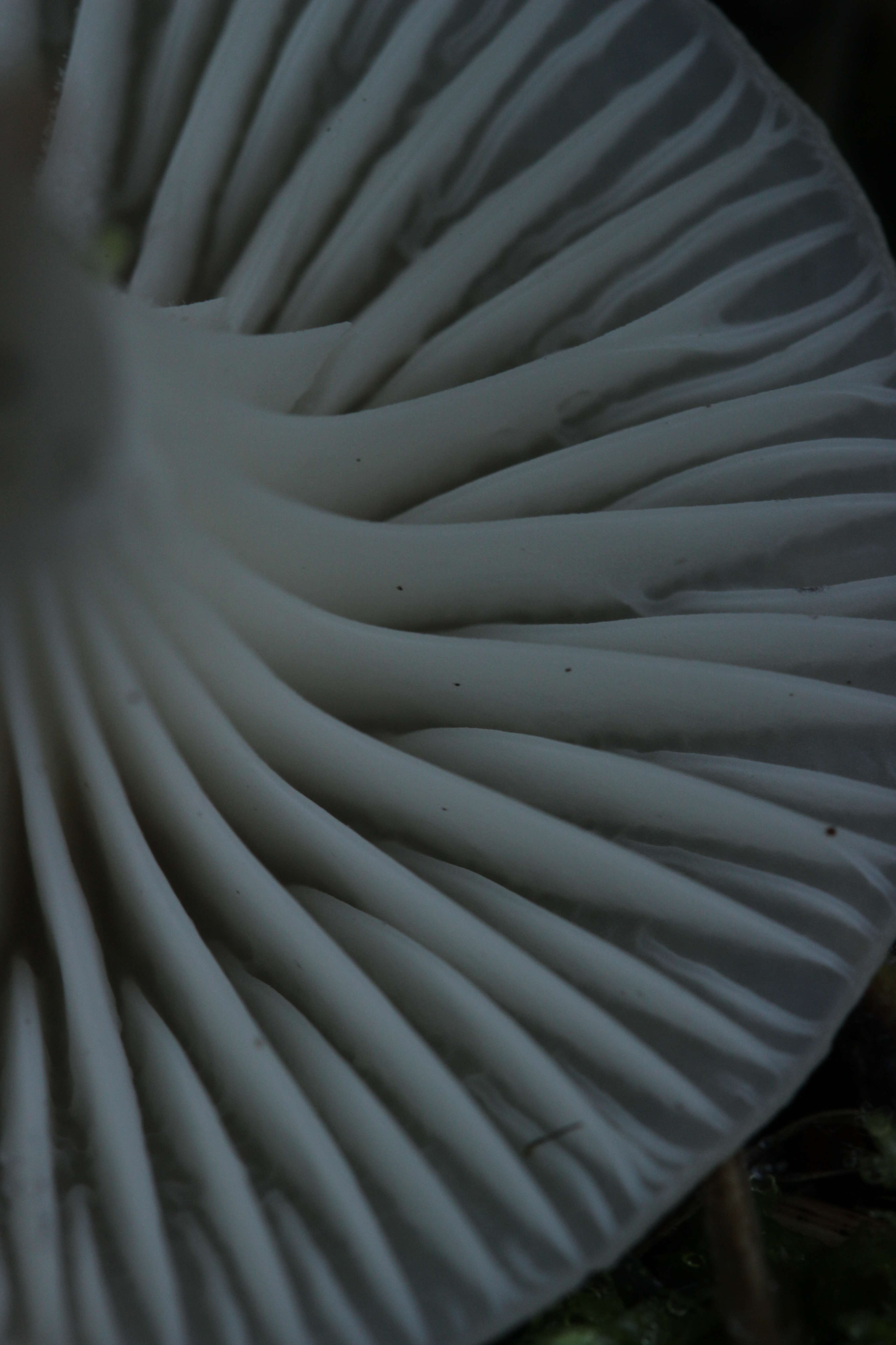 Image of Snowy Waxcap