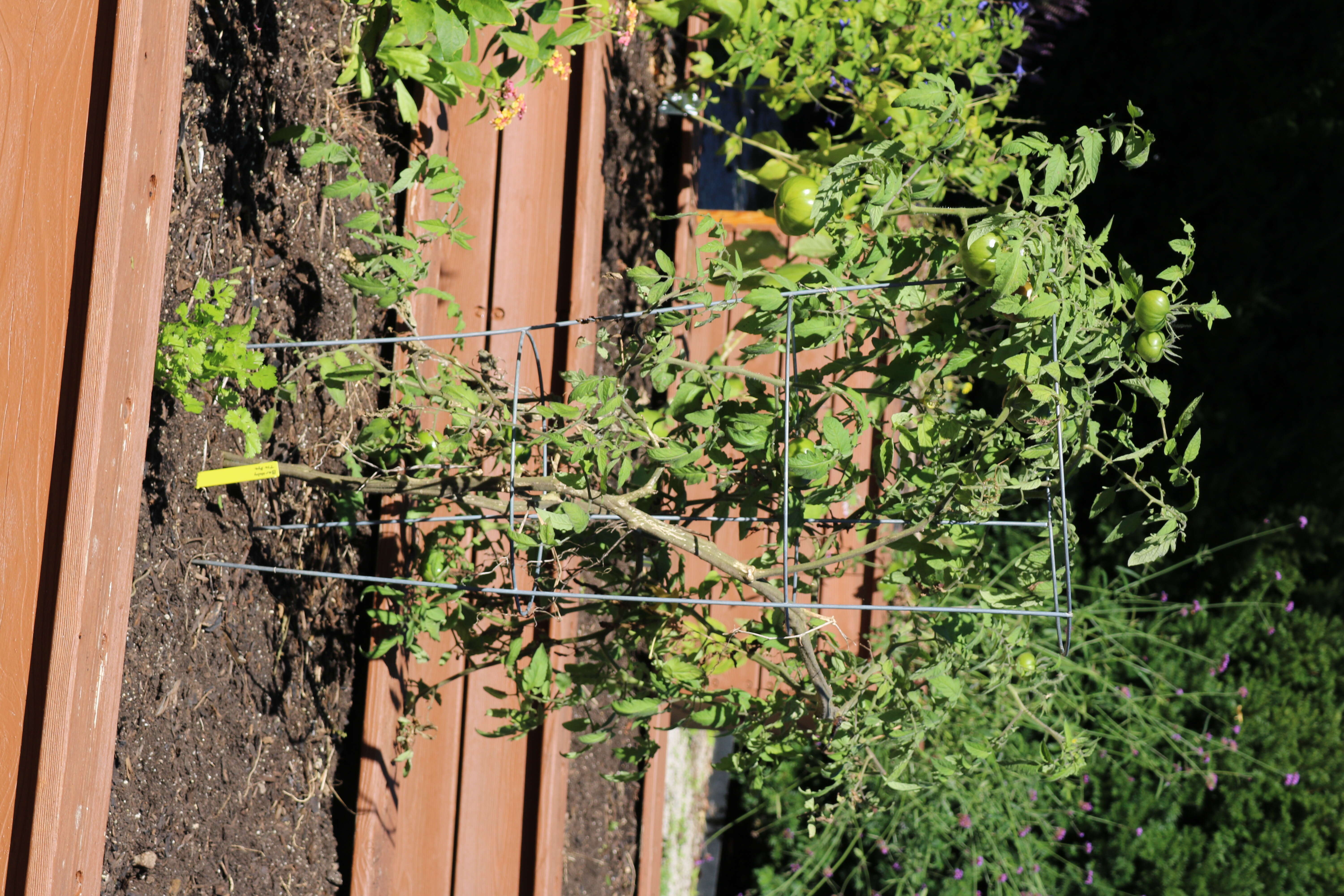 Image of tomato