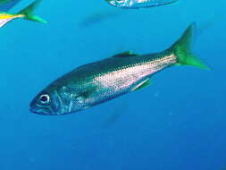 Image of Gnomefish