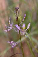 Image of Sieruela maculata (Sond.) Roalson & J. C. Hall