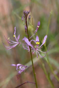 Image of Sieruela maculata (Sond.) Roalson & J. C. Hall