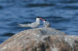 Image of Arctic Tern