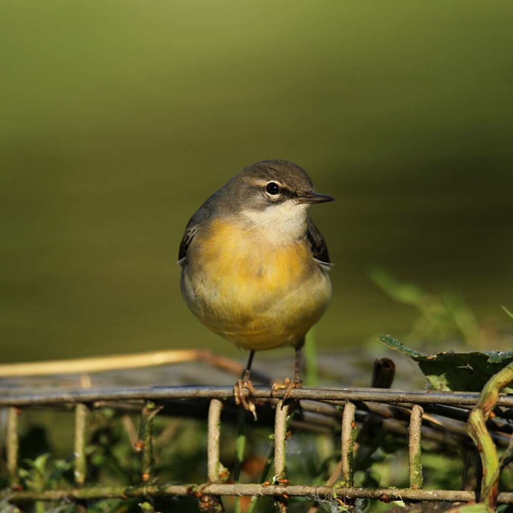 Image of Grey Wagtail