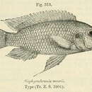 Image of Gephyrochromis moorii Boulenger 1901