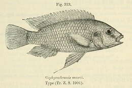 Image de Gephyrochromis moorii Boulenger 1901