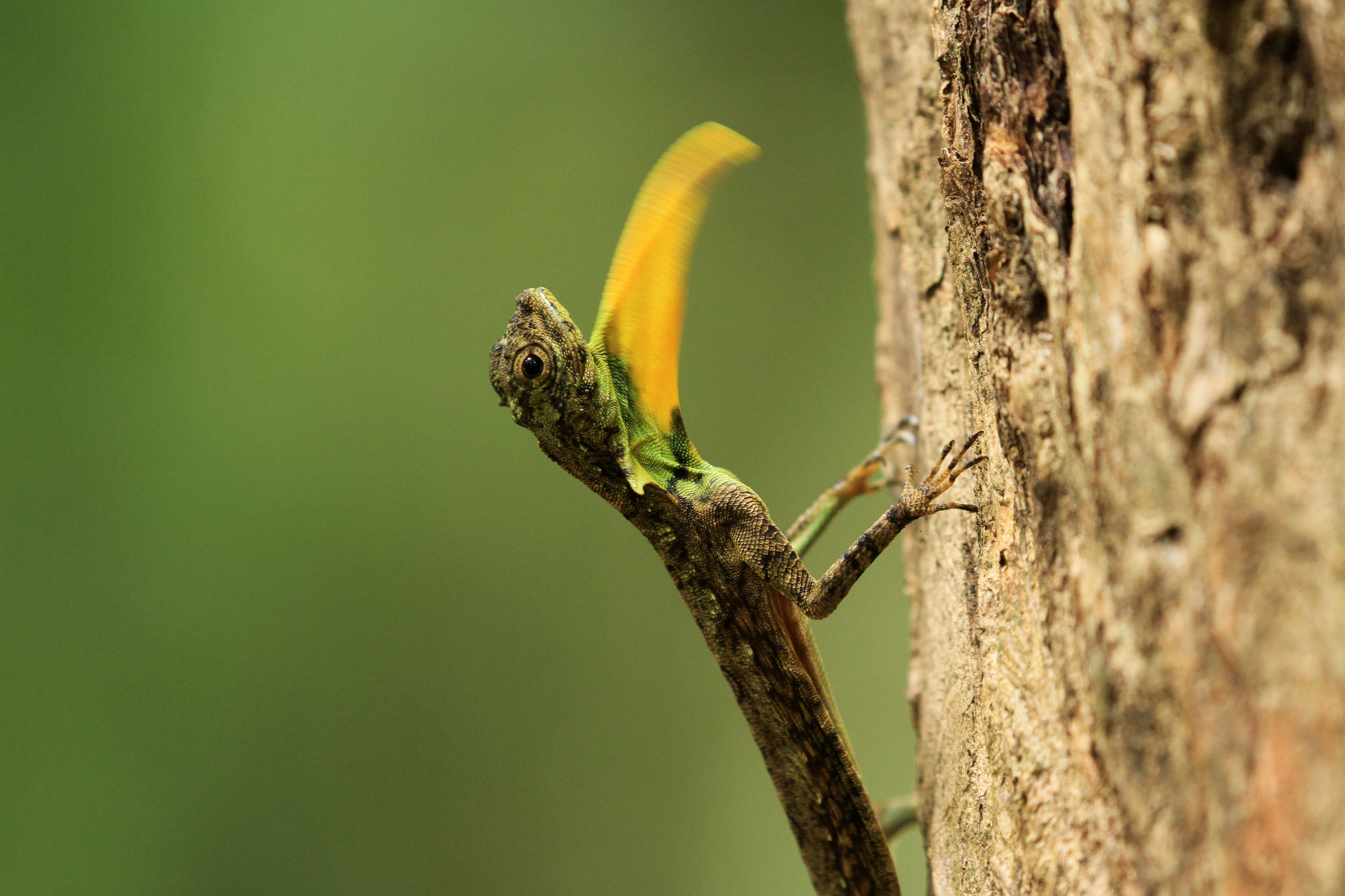 Image of Indian flying lizard