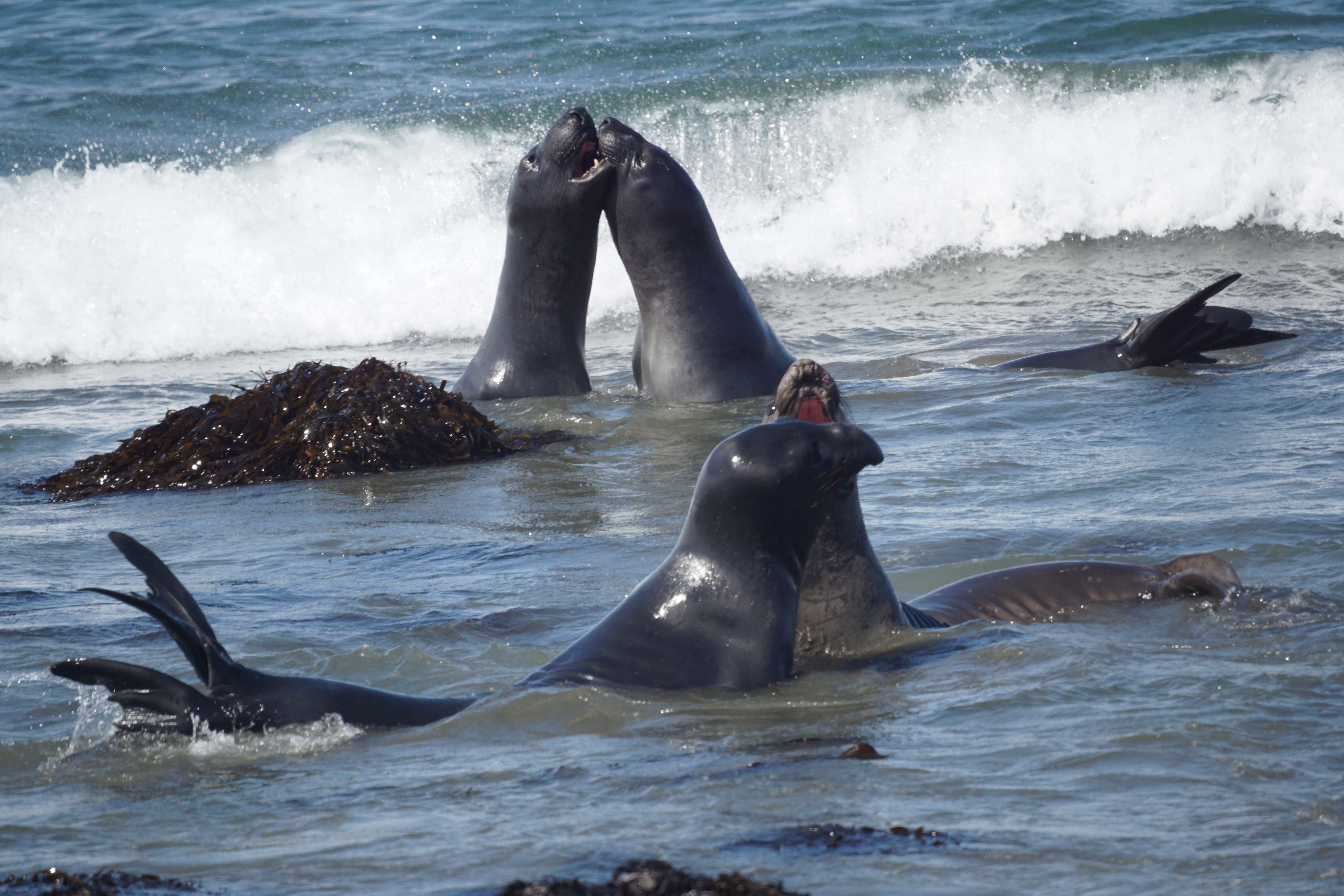 Image of Northern Elephant Seal