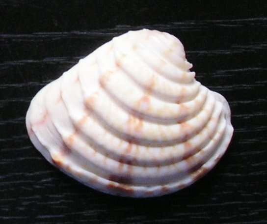 Image of Lirophora paphia (Linnaeus 1767)