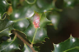 Image of English holly