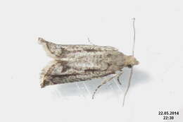 Image of Epinotia granitana Herrich-Schäffer