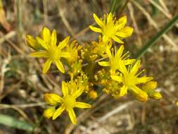 Слика од Petrosedum rupestre (L.) P. Heath