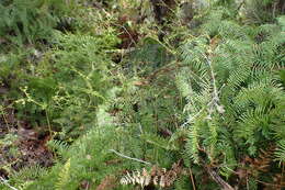 Image of Gleichenia microphylla R. Br.