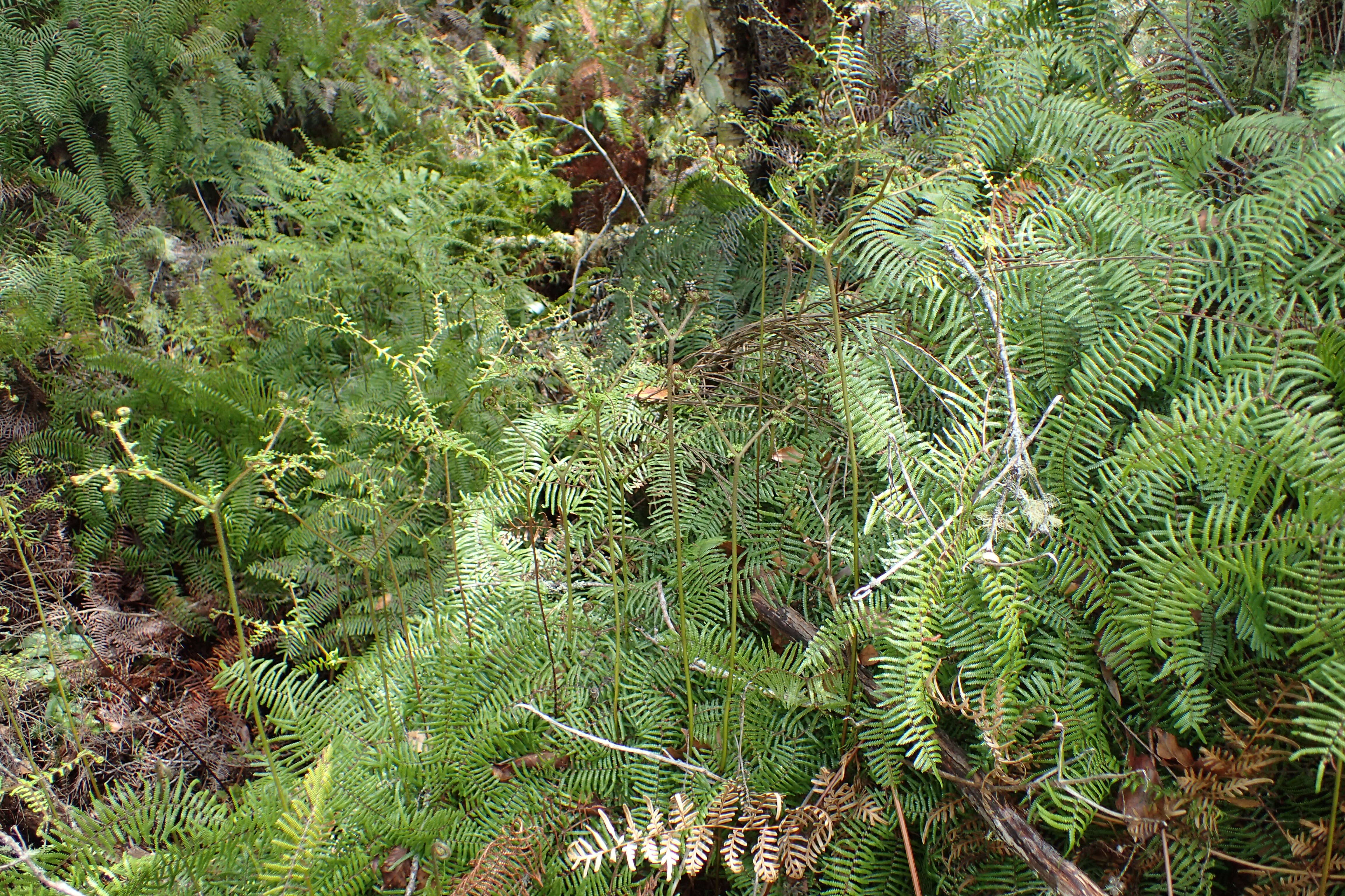 Image of Gleichenia microphylla R. Br.