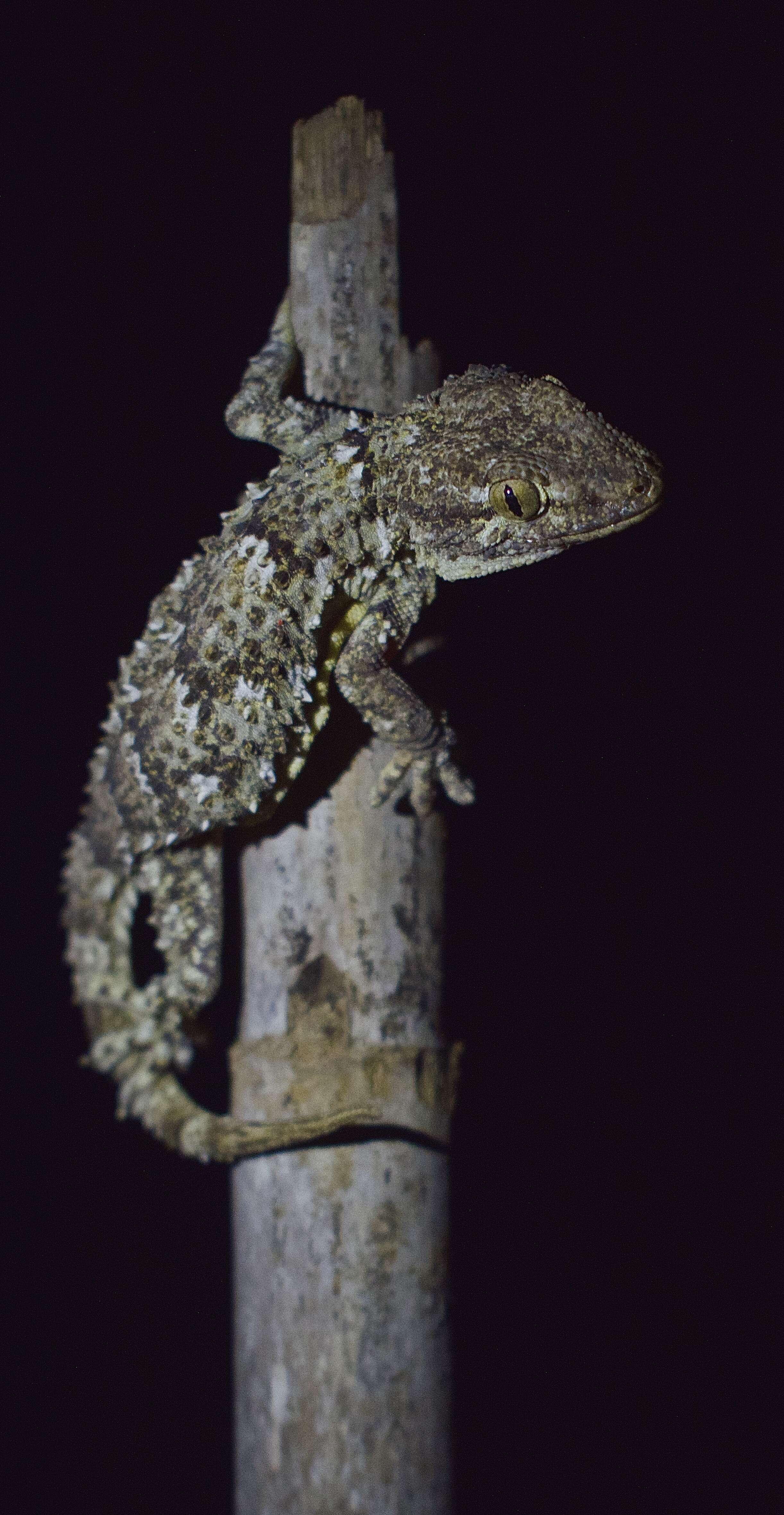 Image of Common Wall Gecko