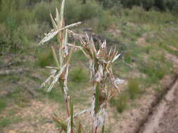 Image of Silky Heads