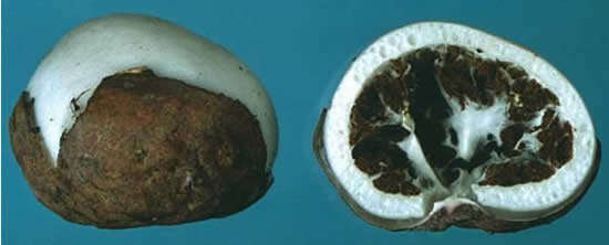 Image of Fischer's egg