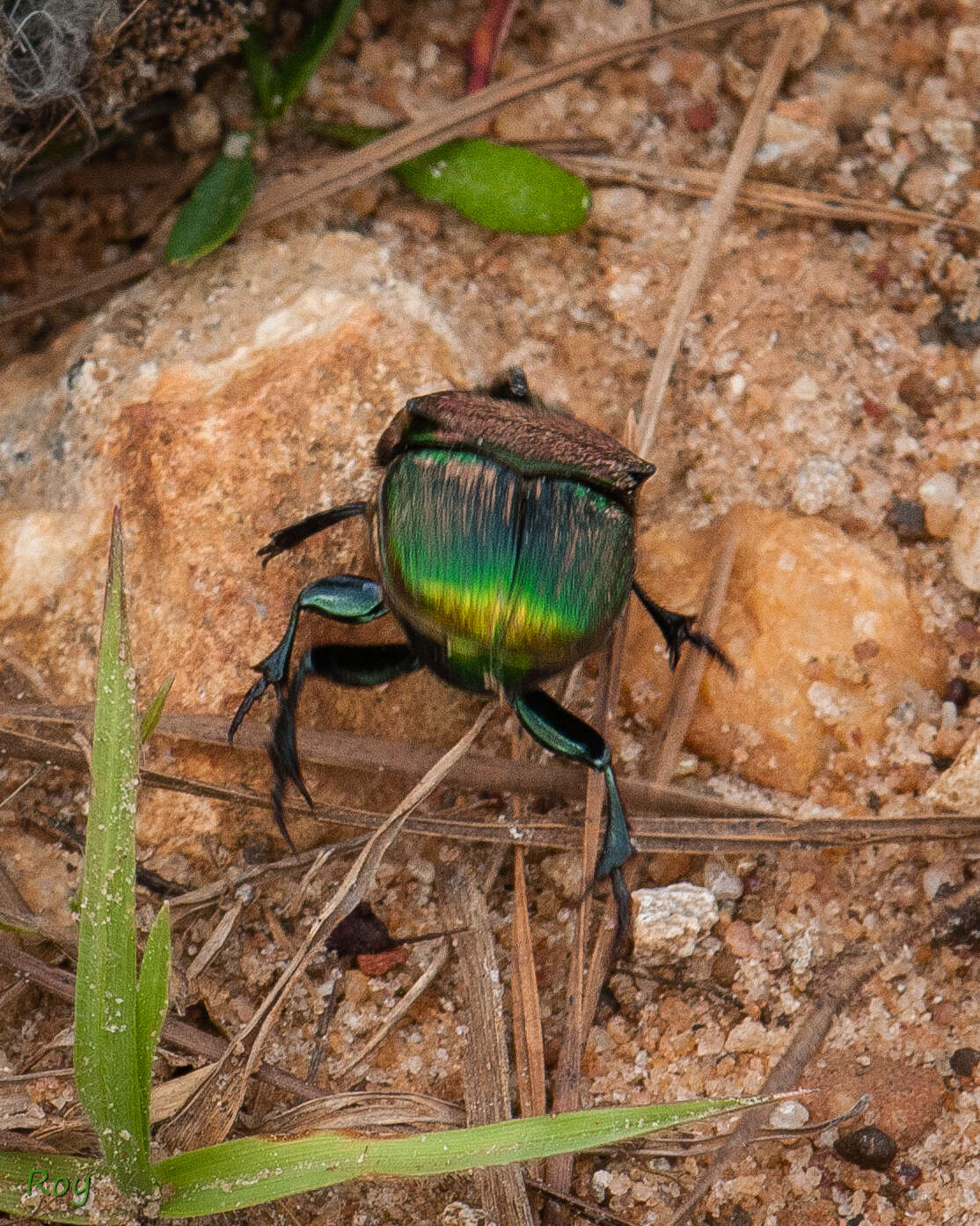 Imagem de Phanaeus (Phanaeus) vindex MacLeay 1819