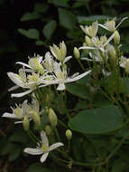 Imagem de Clematis terniflora DC.