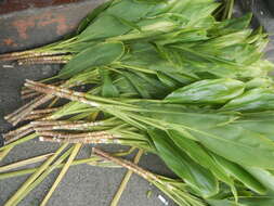 Imagem de Cordyline fruticosa (L.) A. Chev.