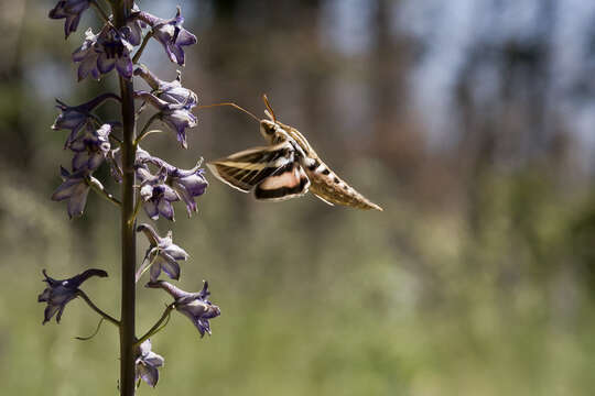 Image of White-lined Sphinx