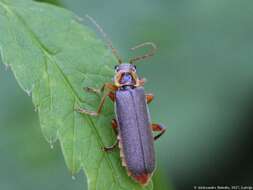 Imagem de Cantharis nigricans